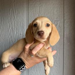 Pudding - Cream female Dachshund puppy in New Mexico from Zia Trail Doxies