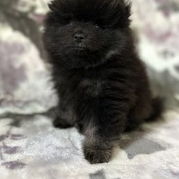 Smokey - Black male Pomeranian puppy in Silver Springs, Florida from Gigi’s Pocket Poms