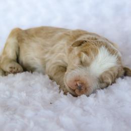 Ace - Red male Bernedoodle puppy in Crete, Nebraska from Doodles & Co