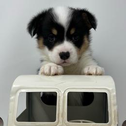 Yeti - Black and tan male Pembroke Welsh Corgi puppy in Waco, Texas from The Comma Corgis