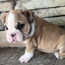 Jarod - Fawn male Bulldog puppy in Salem, Illinois from Itsabulldogthing