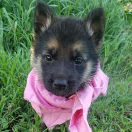 Girl pink - Black and red female German Shepherd puppy in Mccool Junction, Nebraska from Sininger Lagoon