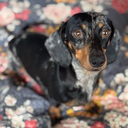 Kenzie - Dachshund