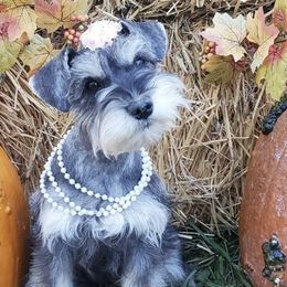 Lady - Miniature Schnauzer