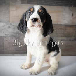 Girl 1 - Black white and tan female English Springer Spaniel puppy in Great Falls, Montana from Big Sky Springers