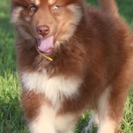 Rowan - Red and white male Siberian Husky puppy in Gorman, Texas from Bransford Paw Pack/Timber Huskies