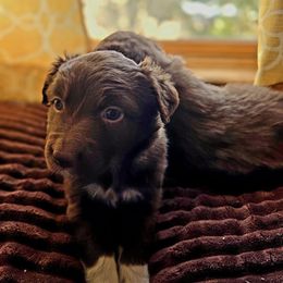 Lucy - Red & white Australian Shepherd puppy in Santa Fe, New Mexico from Heartstead Haven Australian Shepherds