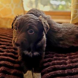 Lucy - Red & white Australian Shepherd puppy in Santa Fe, New Mexico from Heartstead Haven Australian Shepherds