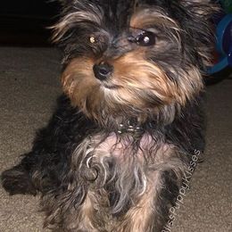 Yorkshire Terriers from BlissPuppyKisses