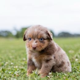 Marie - Red merle female Miniature Australian Shepherd puppy in Yantis, Texas from Marie Mini Aussies