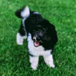 Bernedoodles and Goldendoodles from Mini Doodle Buddies