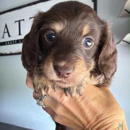 Lilly -pink collar- - Chocolate and cream female Dachshund puppy in Alva, Florida from Salty C's Dachshunds