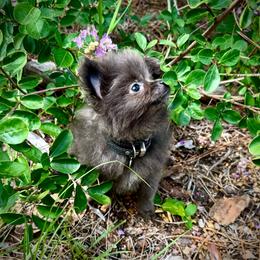Stormi Girl - Blue female Pomeranian puppy in Inverness, Florida from Pompadorable Poms