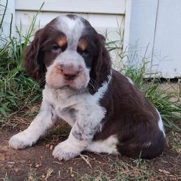 Nat - Tri-Roan male English Springer Spaniel puppy in Kingsport, Tennessee from Leandra's English Springer Spaniels