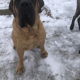Mastiff All Grown Up from M K Mastiffs