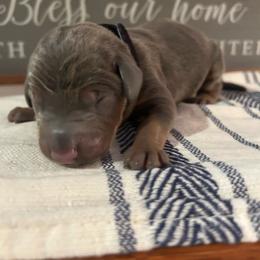 Black - Fawn (isabella) and rust male Doberman Pinscher puppy in Fort Worth, Texas from Arkwatch Dobermans