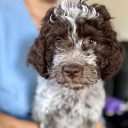 Chiara (bright or clear) - Brown roan female Lagotto Romagnolo puppy in Lakeland, Florida from Joyful Heart