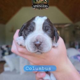 Columbus - Liver white and roan male English Springer Spaniel puppy in Ocoee, Tennessee from Ocoee Mountain Springers