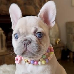 Cannoli Mae - Cream female French Bulldog puppy in Hurst, Texas from Fav Frenchie Boutique