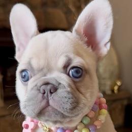 Cannoli Mae - Cream female French Bulldog puppy in Hurst, Texas from Fav Frenchie Boutique