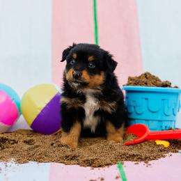 Salty - Black tri-color male Australian Shepherd puppy in Eubank, Kentucky from Ashlee's Aussies