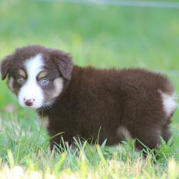 Checkers - Red tri male Miniature Australian Shepherd puppy in Quapaw, Oklahoma from Rocky Hill Aussies