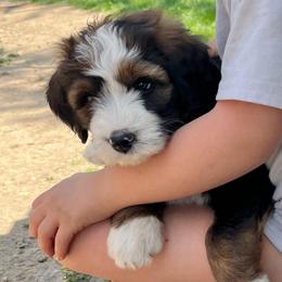 America - Sable female Bernedoodle puppy in Kansas City, Missouri from Beary GoldenDoodles