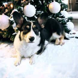 Lexi - Black and tan female Pembroke Welsh Corgi puppy in Wheatland, California from Emerald Corgis