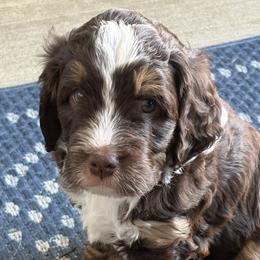 Bernedoodles from Terri Suchy
