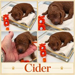 Cider - Red  male Poodle puppy in Mount Vernon, Illinois from AMC Poodles