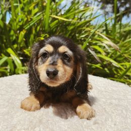 Marigold - Black and cream female Dachshund puppy in Inverness, Florida from Canaan Farm Corgis