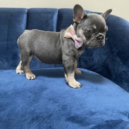 French Bulldog, Goldendoodle, Pomeranian, and Yorkshire Terrier Puppies from Dbos Furry Friends