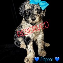 Double Doodle and Goldendoodle Puppies from Patterson Doodles