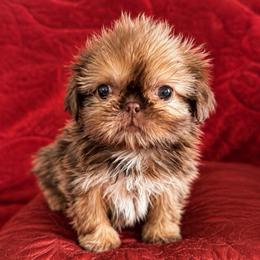 Kirke - Liver female Shih Tzu puppy in Orange, California from Shih Tzu Hauz
