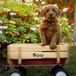 Boo - Red  male Goldendoodle puppy in Mendon, Massachusetts from Comfort & Cuddle Co