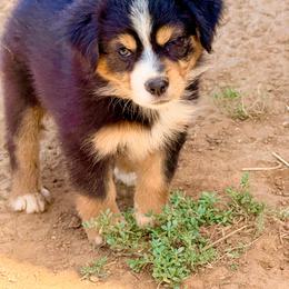 Rain - Black tri-color female Australian Shepherd puppy in Mineral Wells, Texas from A6 Australian Shepards