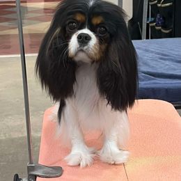 Doris - Cavalier King Charles Spaniel