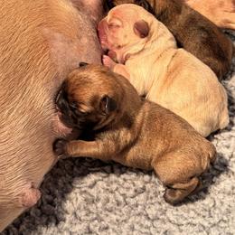 Three's Company, Janet Wood - Fawn and white female French Bulldog puppy in Salem, Oregon from Toy House Frenchies
