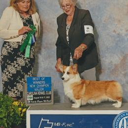 TESSA - Pembroke Welsh Corgi