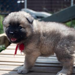 Alex - Red Collar - Red male Eurasier puppy in Lakewood, Ohio from Exquisite Eurasier