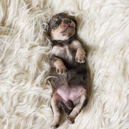 Cavapoo Puppies from Luxe Cavapoo