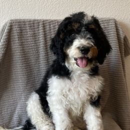 Bernedoodle Puppies from Scarlett Doodles