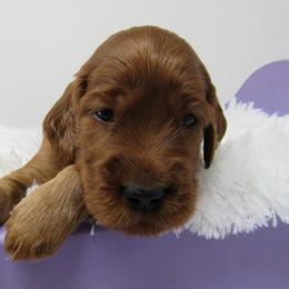 Boy 1 - Mahogany male Irish Setter puppy in Carriere, Mississippi from Lakeside Irish Setters