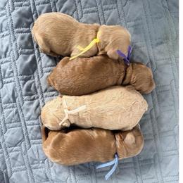 Maisey (Pink Collar) - Cream female Cavapoo puppy in Preston, Idaho from Rocking JH Pup Co