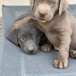 Dilute Retriever and Miniature Schnauzer Puppies from East Front Labradors & Treasure State Schnauzers