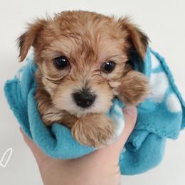 Morkie Puppies from Heart of Texas Morkies