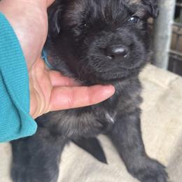 Ms. Teal - Sable female German Shepherd puppy in Berlin, Wisconsin from Gypsy Miracle Kennels