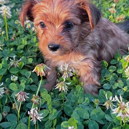 Oscar - Gold male Yorkshire Terrier puppy in Bolton, Connecticut from Elle Yorkies