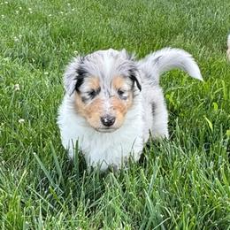 Clover - Blue merle male Collie puppy in Richmond, Kentucky from Puppy Dog City