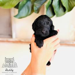 Cypress - Black male Goldendoodle puppy in Elizabethtown, Kentucky from Reddy Poodles & Doodles